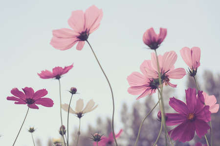 Vintage tone of Cosmos flowers blooming in gardenの写真素材