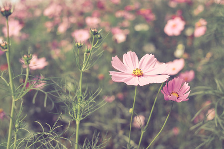 Vintage tone of Cosmos flowers blooming in gardenの写真素材