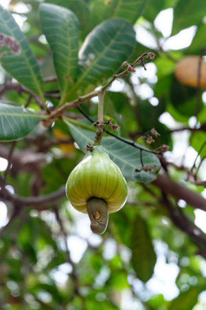 Cashew nutの写真素材