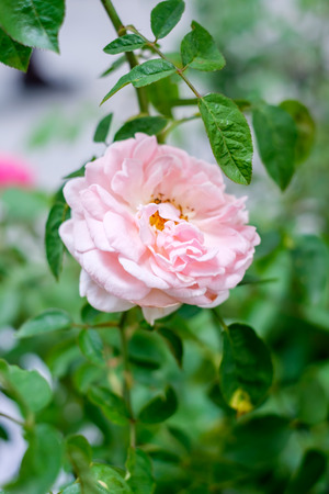Pink blooming rose for backgroundの写真素材
