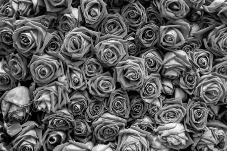 Red roses backgroundの写真素材