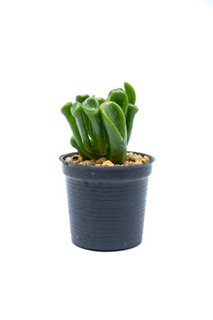 Cactus isolated on white backgroundの写真素材