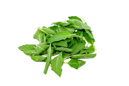 Green basil isolated on the white backgroundの写真素材