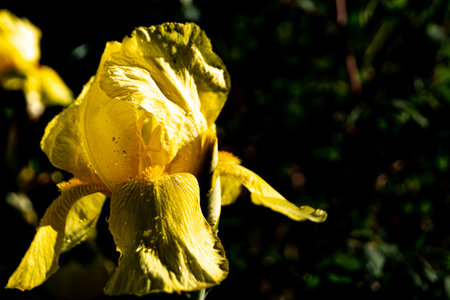 yellow iris flower in the garden against a dark background