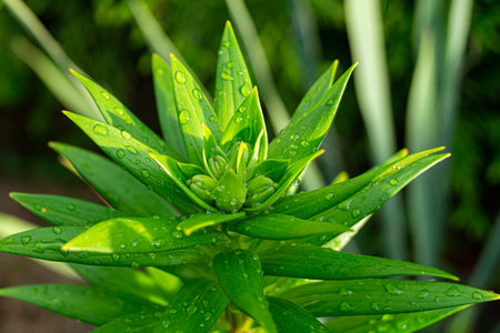 Close up of green plant with drops of water on the leaves.