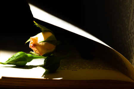 Opened book with yellow rose on dark background, shallow depth of fieldの写真素材