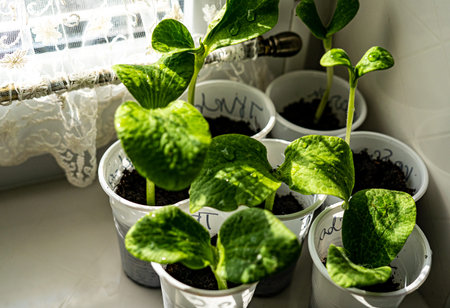 Young seedlings of cucumbers in pots on the windowsill.の写真素材