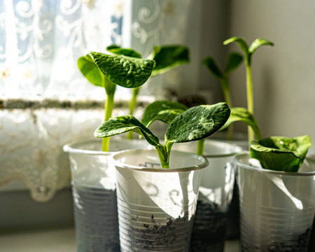 Sprouts of seedlings of cucumbers in plastic cups on the windowsillの写真素材