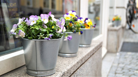 Pansy flowers in metal pots on the street in Lviv, Ukraineの写真素材