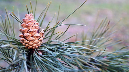 Pine cone on the branches of a fir tree in the forest