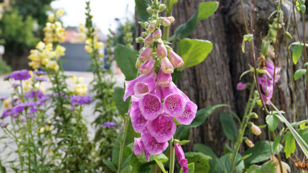 Digitalis purpurea, Foxglove, Digitalis purpureaの写真素材