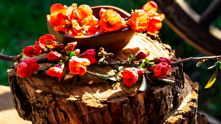 Beautiful red flowers in a wooden bowl on a tree stump.の写真素材