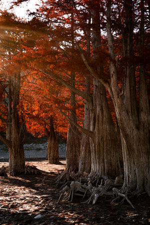 Beautiful sunset in the forest with tree trunks and red leavesの写真素材