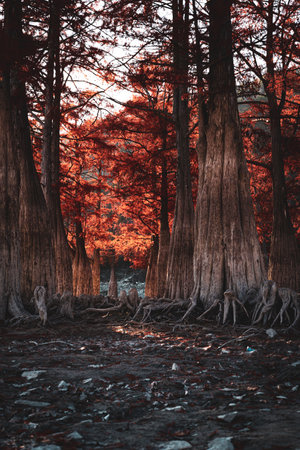 Beautiful red tree in the forest at sunset time. Nature backgroundの写真素材