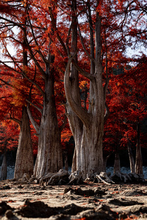 Autumn forestの写真素材