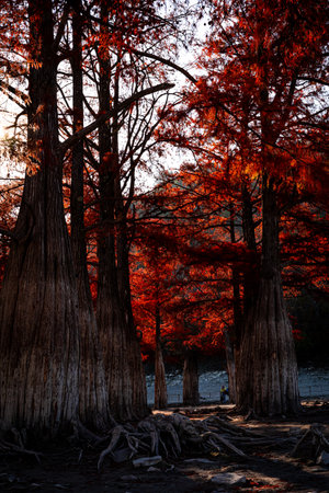 Red tree in the forest at sunset, Chiang Mai, Thailandの写真素材