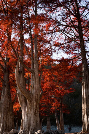 Autumn leaves of kyoto japanese garden in Kyoto, Japanの写真素材