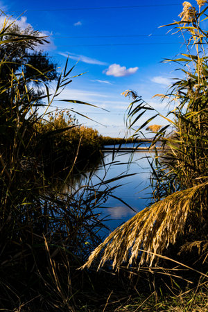 Autumn landscape with a river and reeds on a sunny dayの写真素材