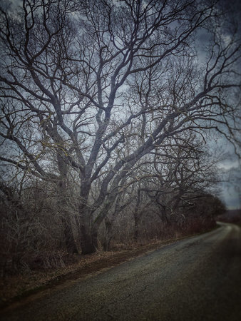 Foggy winter landscape with old oak trees and asphalt road.の写真素材