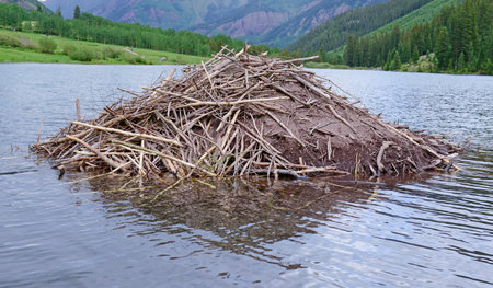 Beaver lodge in pondの写真素材