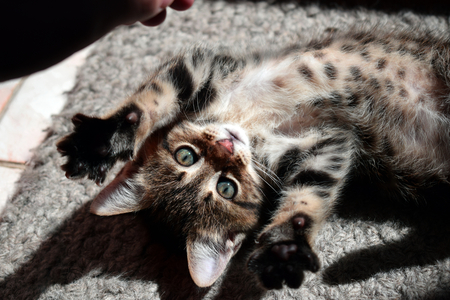 Brown and white kitten with dark spots  playing with human's hand and looking at the camera with its green eyesの写真素材