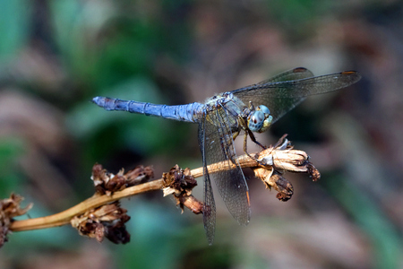 Blue dragonfly horizontally clinging to a light brown dried plant with green vegetation in the backgroundの写真素材