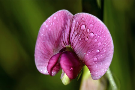 Closeup shot of a pink blossoming flower with a green background