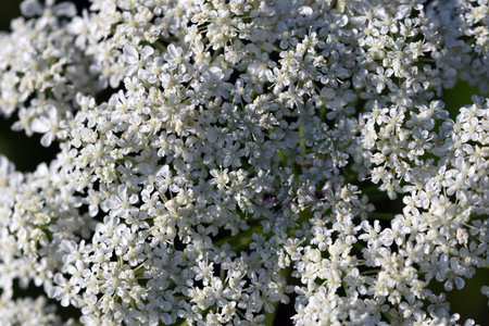 White pattern texture of Ammi visnaga flower (toothpick-plant)