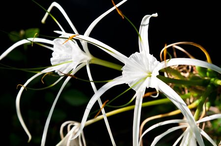 White crinum lilyの写真素材
