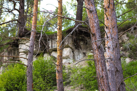 Pine trees trunks in a sunny forest, Russia