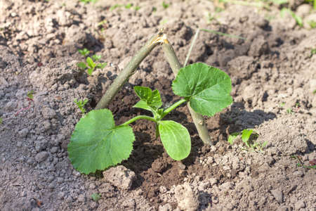 Young zucchini in the garden on the bedの写真素材