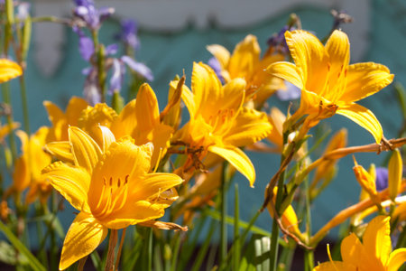 Yellow lilies in the gardenの写真素材