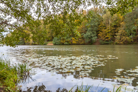 Pond in Kuzminki Park, autumn landscape, Moscowの写真素材