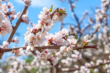 Blossoming cherry branch in the gardenの写真素材