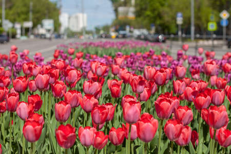 Flower bed of tulips close-up, Moscow street in springの写真素材