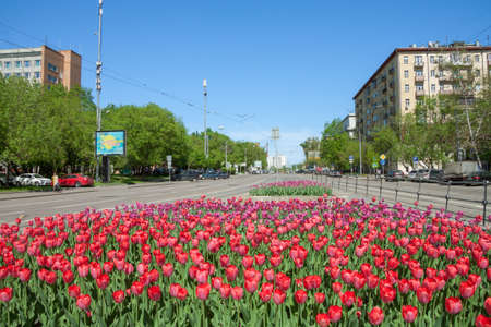 Tulips on Abelmanovskaya street in the spring, Tagansky district, Moscow streetの写真素材