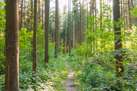 Footpath in a summer sunny forest, beautiful landscape, Butovsky woodland park, Moscowの写真素材