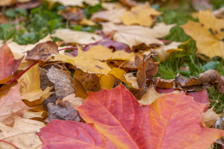 Half a red maple leaf on the ground in autumn