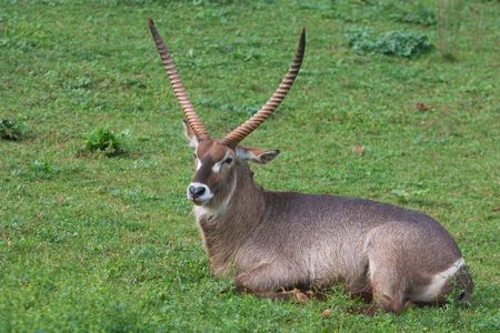 Adult waterbuck in the grassの写真素材