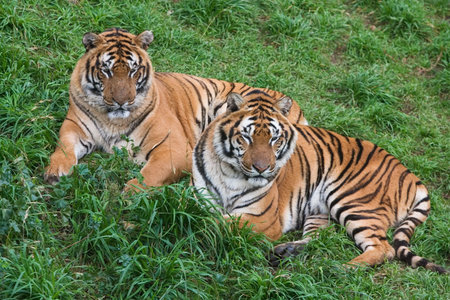 Two tigers lie down in the ground