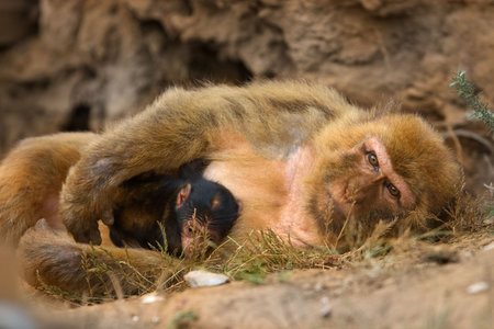 young monkey of gibraltar with the mother