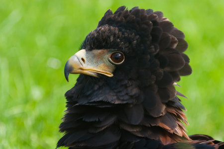 Bateleur Eagle  close-up Terathopius ecaudatusの写真素材