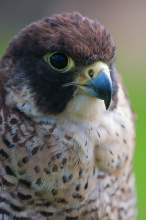 Peregrine Falcon close-up Falco peregrinusの写真素材
