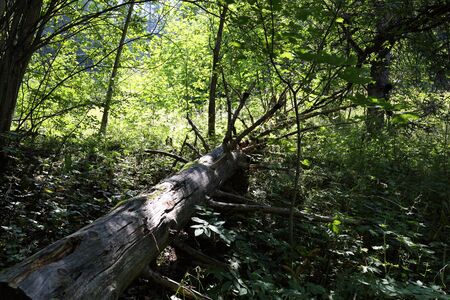 Trees fallen during a natural disaster in Trentino Alto Adigeの写真素材