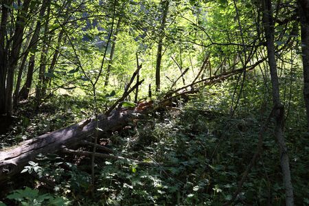 Trees fallen during a natural disaster in Trentino Alto Adigeの写真素材