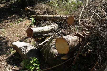 Trees fallen during a natural disaster in Trentino Alto Adigeの写真素材
