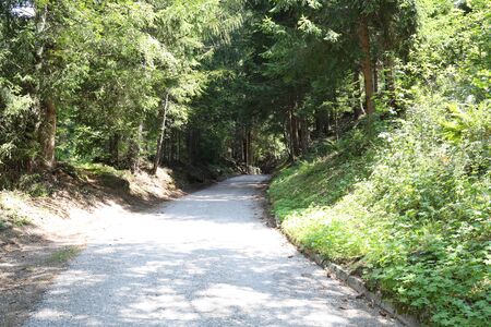 Forests in the Alps in Trentino Alto Adigeの写真素材