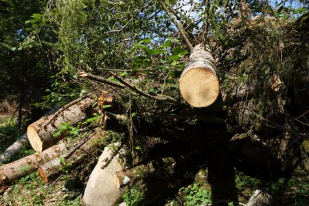 Trees fallen during a natural disaster in Trentino Alto Adigeの写真素材