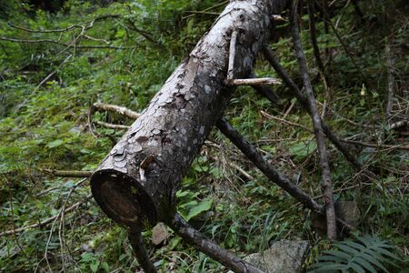 Trees fallen during a natural disaster in Trentino Alto Adigeの写真素材