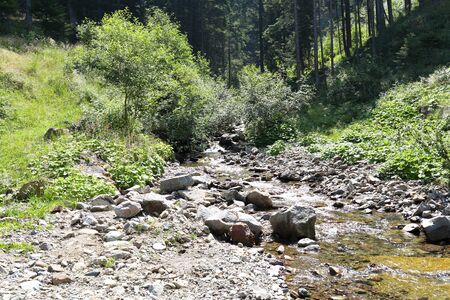 Forests in the Alps in Trentino Alto Adigeの写真素材